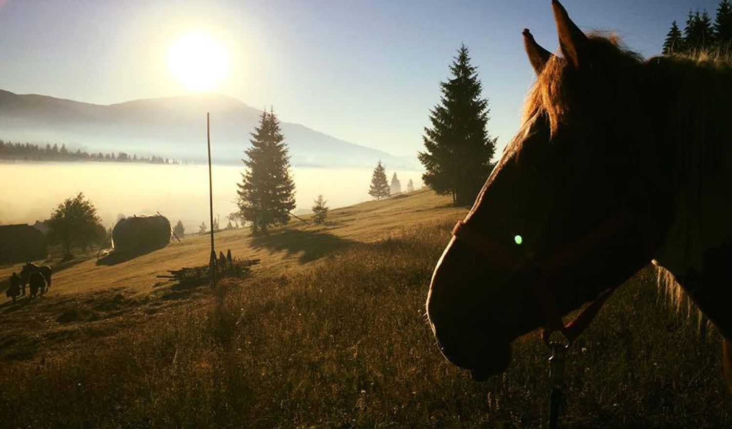Let Bucovina’s Horses show you Dorna County
